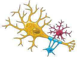 Drawing of a neuron